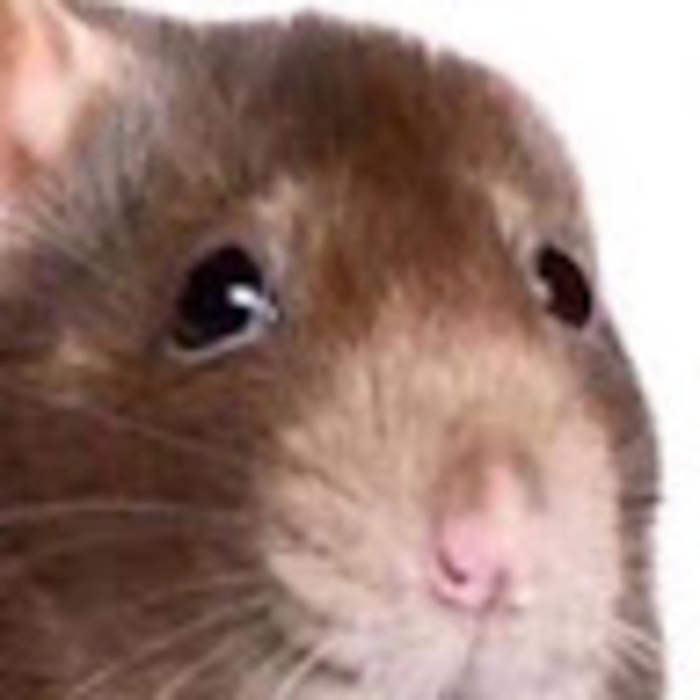 Meet your Posher, Charli